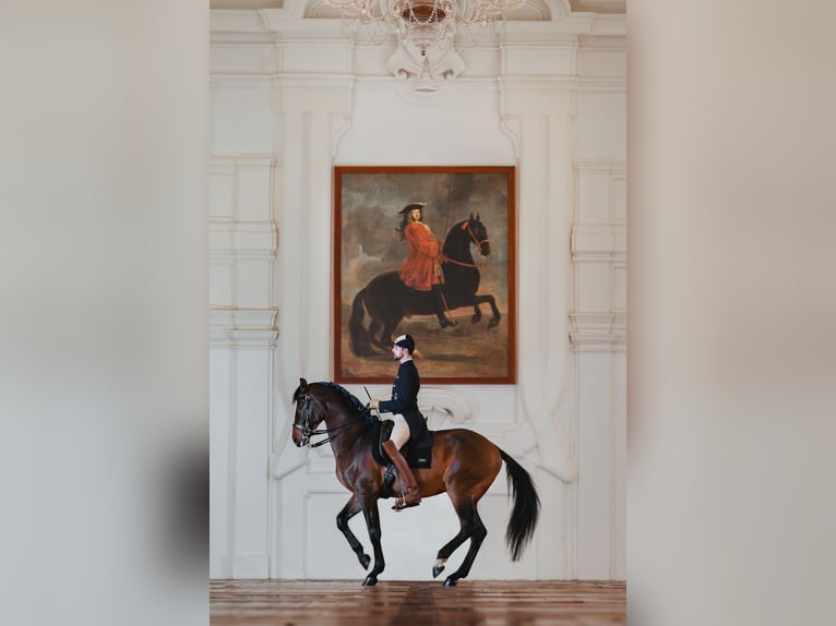 Warmblood austríaco Caballo castrado 9 años 175 cm Castaño in Graz