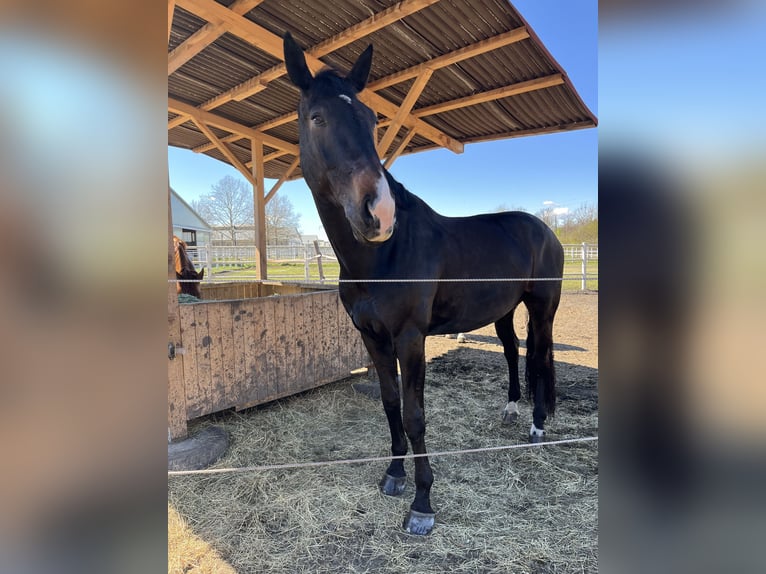 Warmblood austríaco Caballo castrado 9 años 185 cm Castaño oscuro in Ebreichsdorf