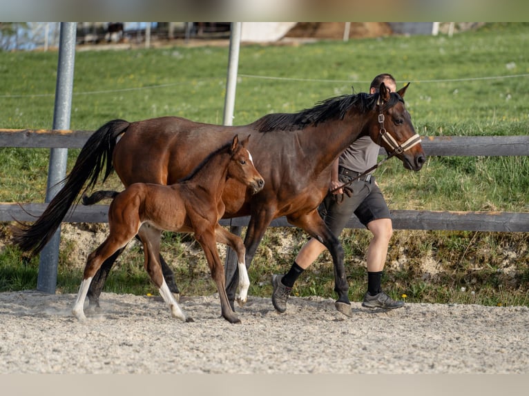 Warmblood austríaco Semental 1 año 168 cm Castaño in Garsten