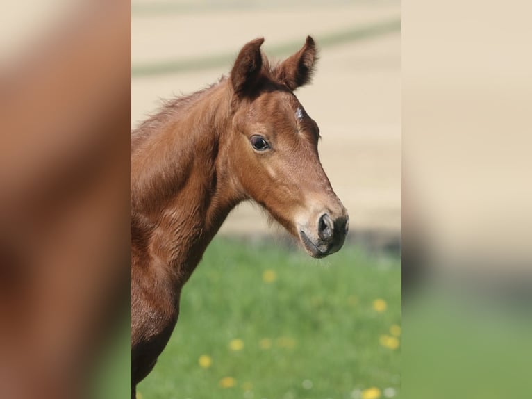 Warmblood austríaco Semental 1 año 170 cm Alazán-tostado in Arriach