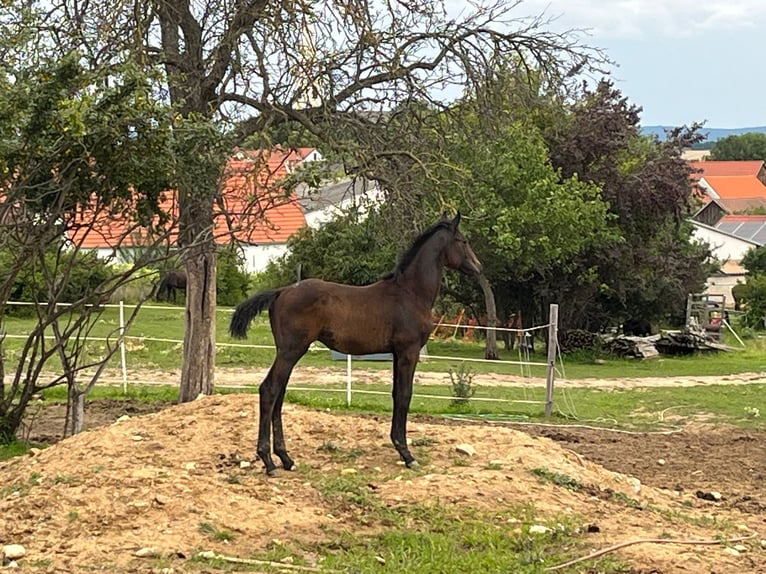 Warmblood austríaco Semental 1 año 170 cm Castaño in Dr