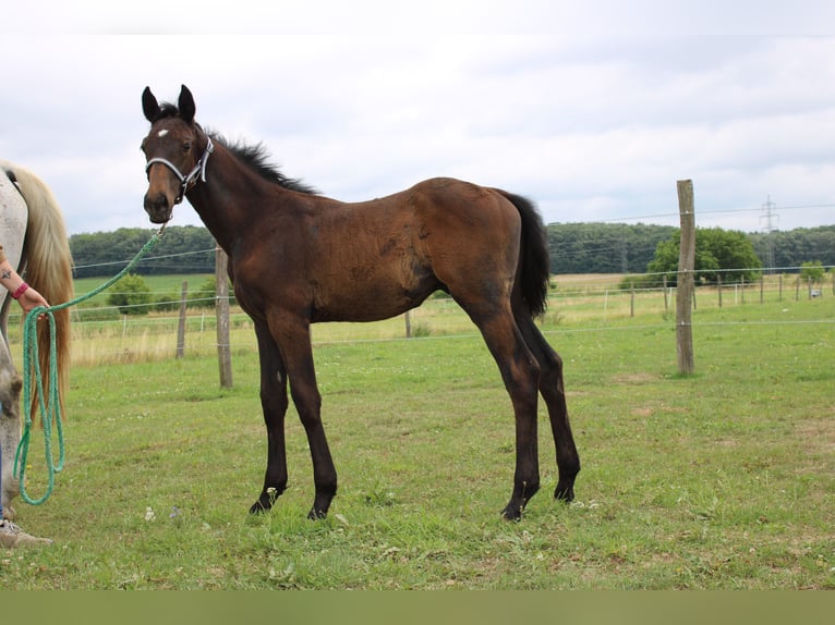 Warmblood austríaco Semental 1 año 170 cm Castaño in Dr