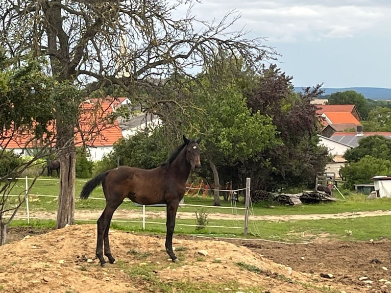 Warmblood austríaco Semental 1 año 170 cm Castaño in Dr