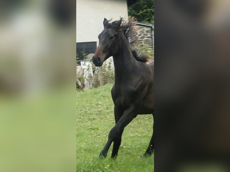 Warmblood austríaco Semental 1 año 170 cm Castaño oscuro in Kirchberg am Wechsel