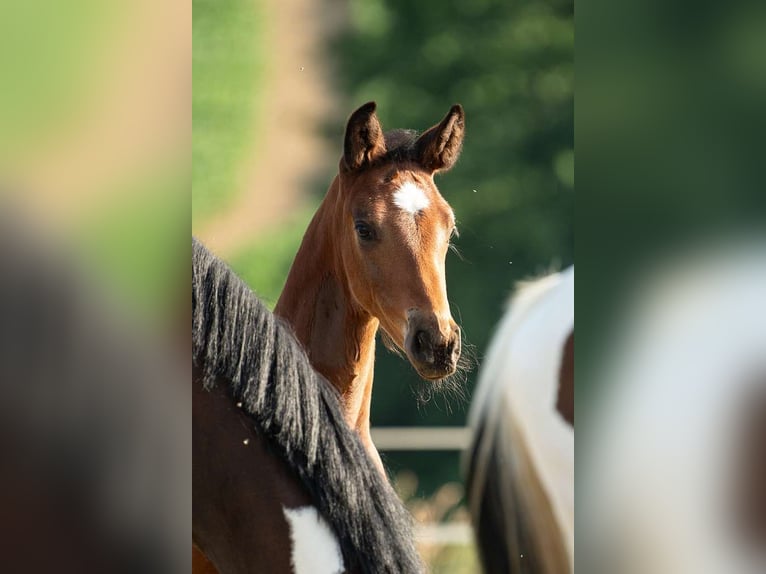 Warmblood austríaco Semental 1 año 172 cm Castaño in St Marein bei Graz