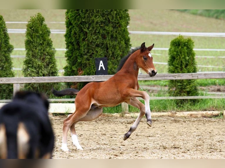 Warmblood austríaco Semental 1 año 172 cm Castaño in St Marein bei Graz