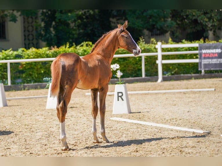 Warmblood austríaco Semental 1 año Alazán-tostado in Polling