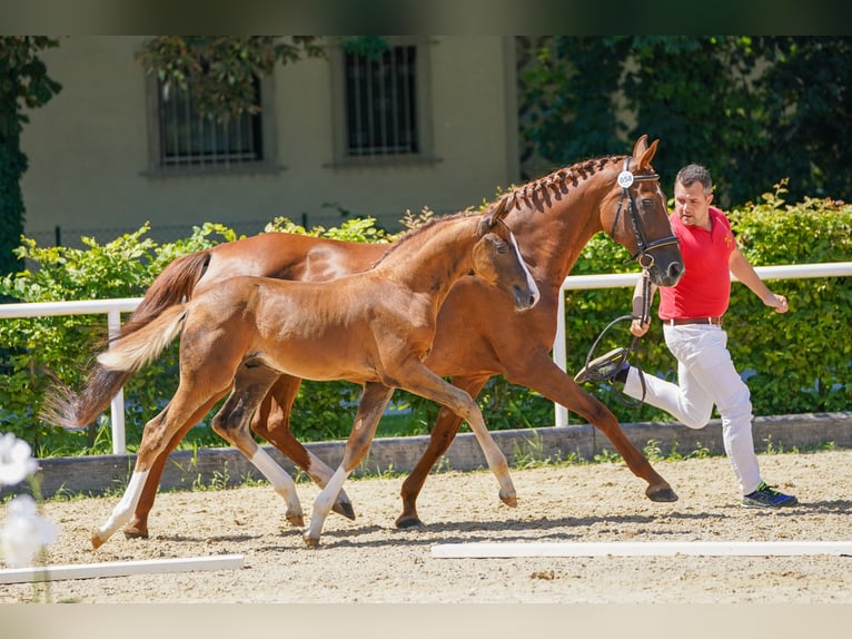 Warmblood austríaco Semental 1 año Alazán-tostado in Polling