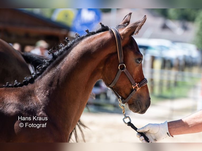 Warmblood austríaco Semental 1 año in kollmitzdörfl