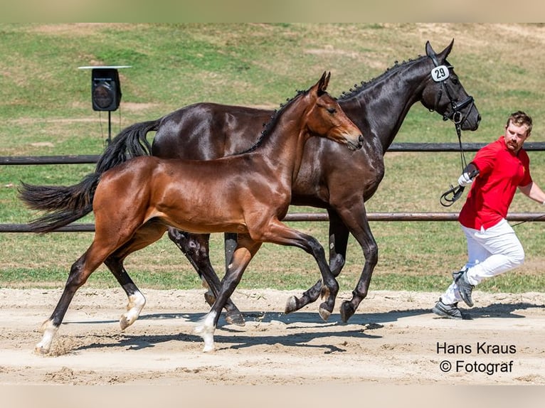 Warmblood austríaco Semental 1 año in kollmitzdörfl