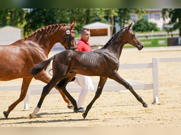 Warmblood austríaco Semental 1 año Castaño oscuro in Polling