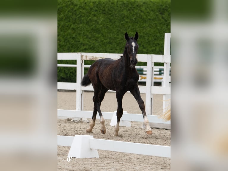 Warmblood austríaco Semental 1 año Musgo in Schöngumprechting