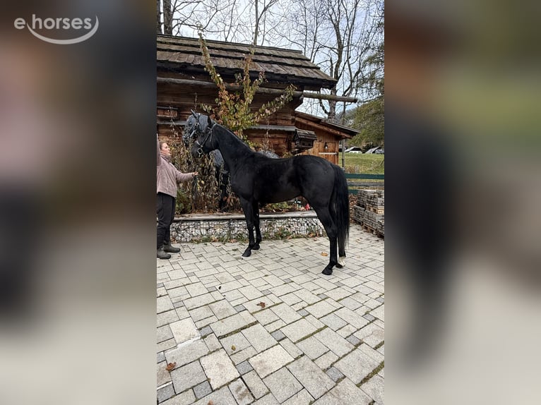 Warmblood austríaco Semental 2 años 167 cm Negro in Bad Kleinkirchheim