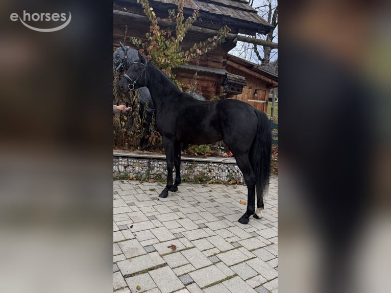Warmblood austríaco Semental 2 años 167 cm Negro in Bad Kleinkirchheim