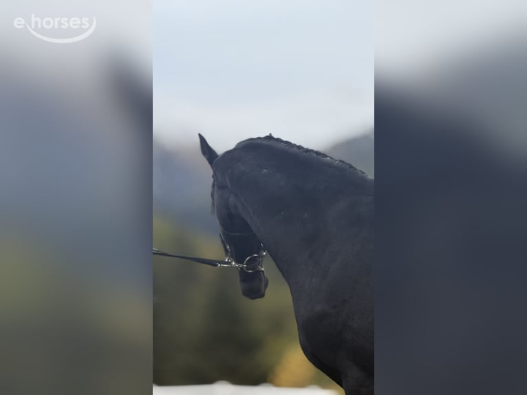 Warmblood austríaco Semental 2 años 167 cm Negro in Bad Kleinkirchheim