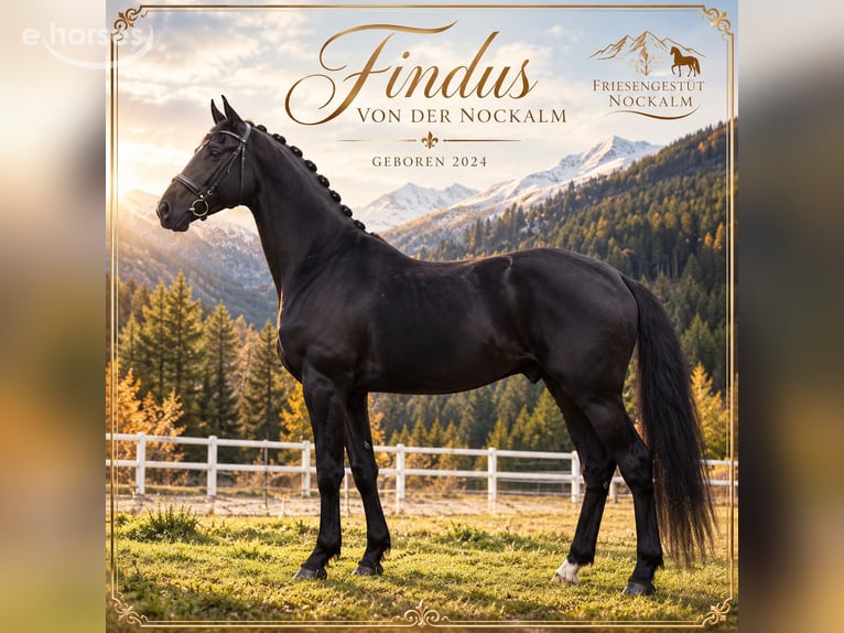 Warmblood austríaco Semental 2 años 167 cm Negro in Bad Kleinkirchheim