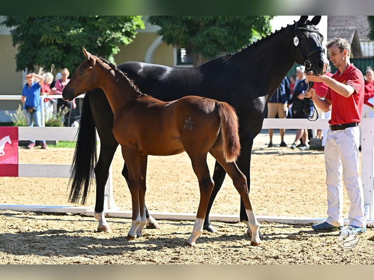 Warmblood austríaco Semental 2 años Alazán in Westendorf