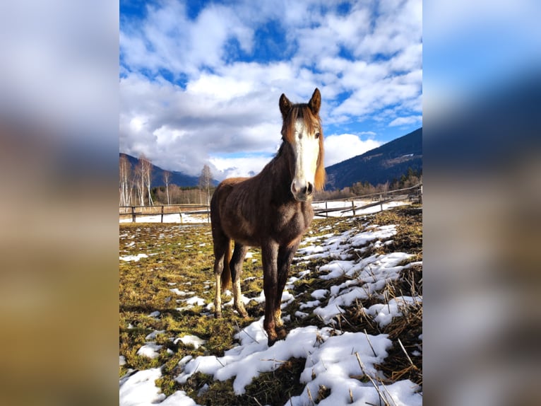 Warmblood austríaco Semental 2 años Musgo in Selzthal