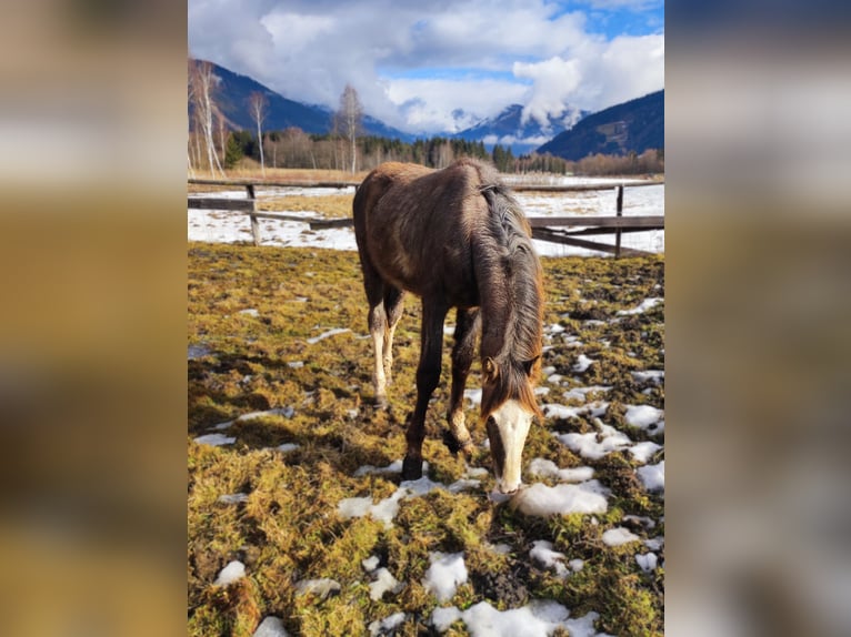 Warmblood austríaco Semental 2 años Musgo in Selzthal
