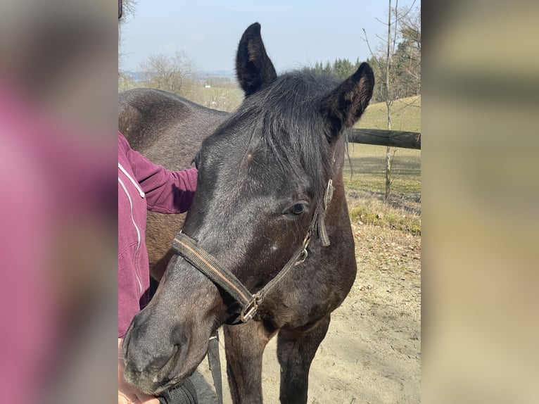 Warmblood austríaco Semental 2 años Tordo in Hartkirchen