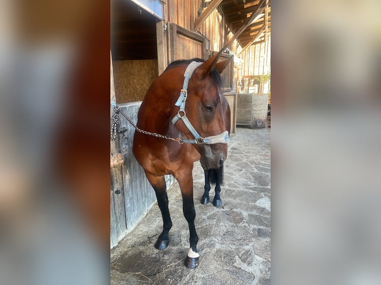 Warmblood austríaco Semental 3 años 160 cm Castaño in St. Margarethen An Der Raab