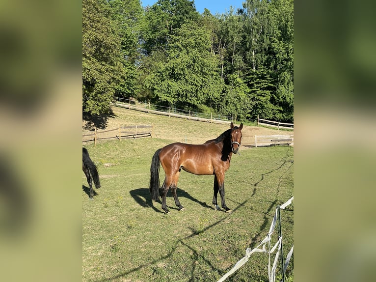 Warmblood austríaco Semental 3 años 160 cm Castaño in St. Margarethen An Der Raab