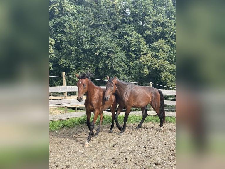 Warmblood austríaco Semental 3 años 160 cm Castaño in St. Margarethen An Der Raab