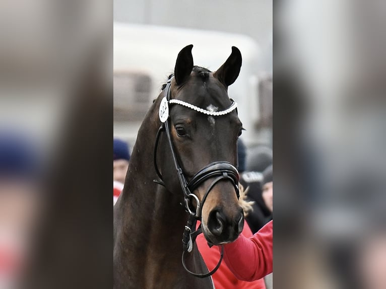 Warmblood austríaco Semental 3 años 163 cm in Feldkirchen an der Donau