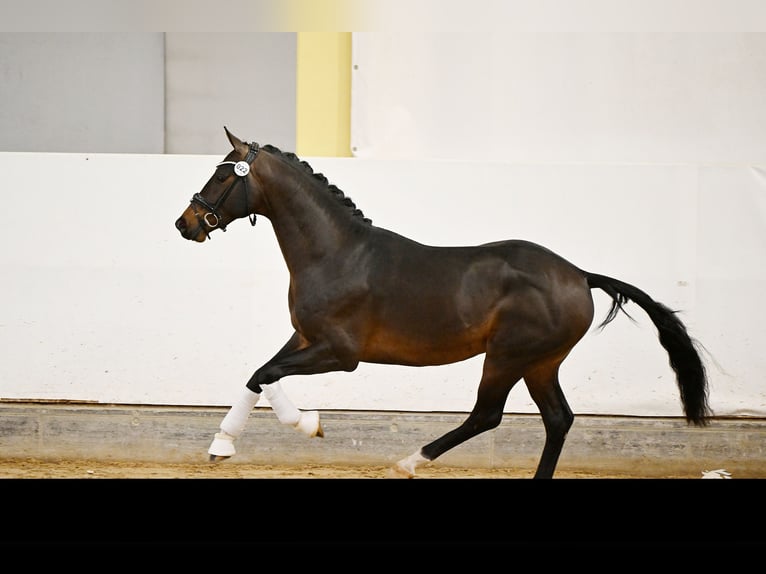 Warmblood austríaco Semental 3 años 163 cm in Feldkirchen an der Donau