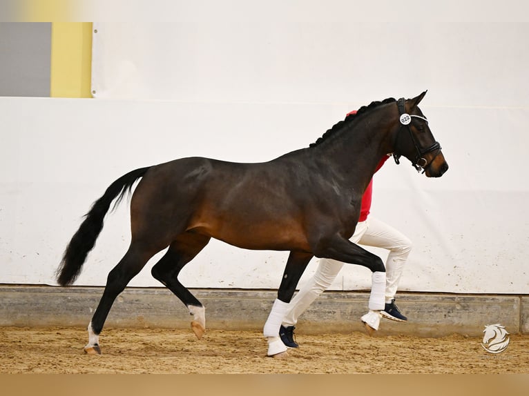 Warmblood austríaco Semental 3 años 163 cm in Feldkirchen an der Donau