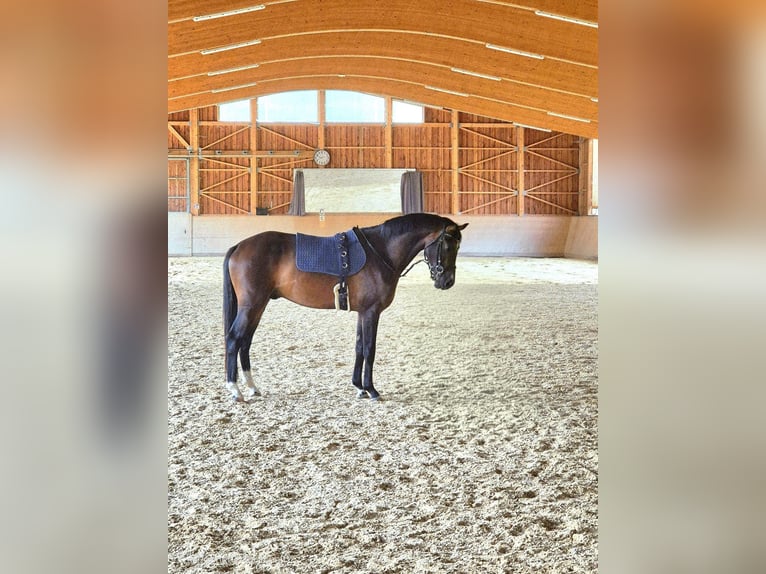 Warmblood austríaco Semental 3 años 168 cm Castaño in Schladming
