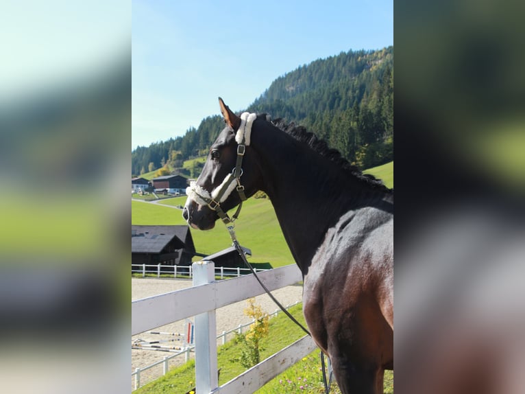 Warmblood austríaco Semental 3 años 168 cm Castaño in Schladming