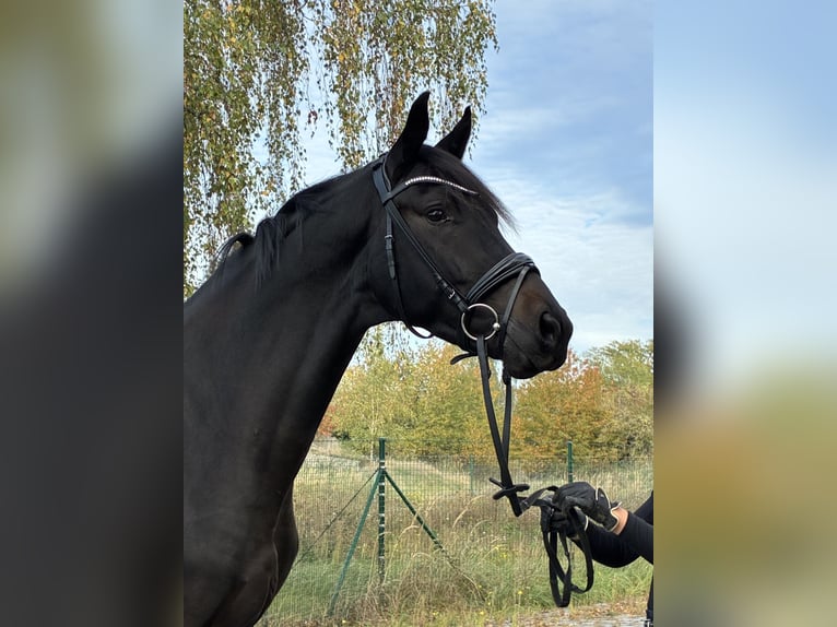 Warmblood austríaco Semental 3 años  in Mockrehna