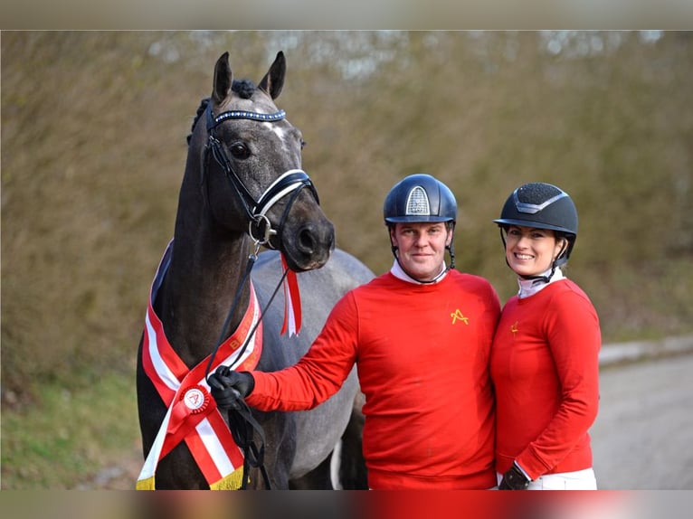 Warmblood austríaco Semental 4 años 172 cm Tordo in Stadl-Paura