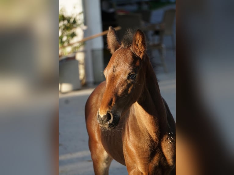 Warmblood austríaco Semental Potro (04/2026) 105 cm Castaño oscuro in Eugendorf