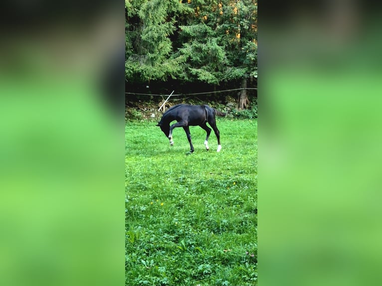 Warmblood austríaco Semental Potro (05/2026) 168 cm Negro in Rettenegg