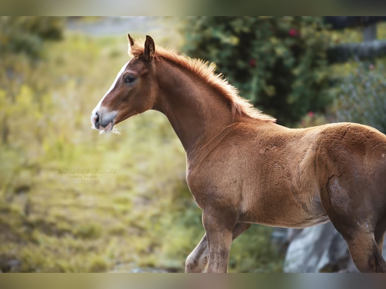 Warmblood austríaco Semental Potro (04/2024) 170 cm Alazán in Lassing