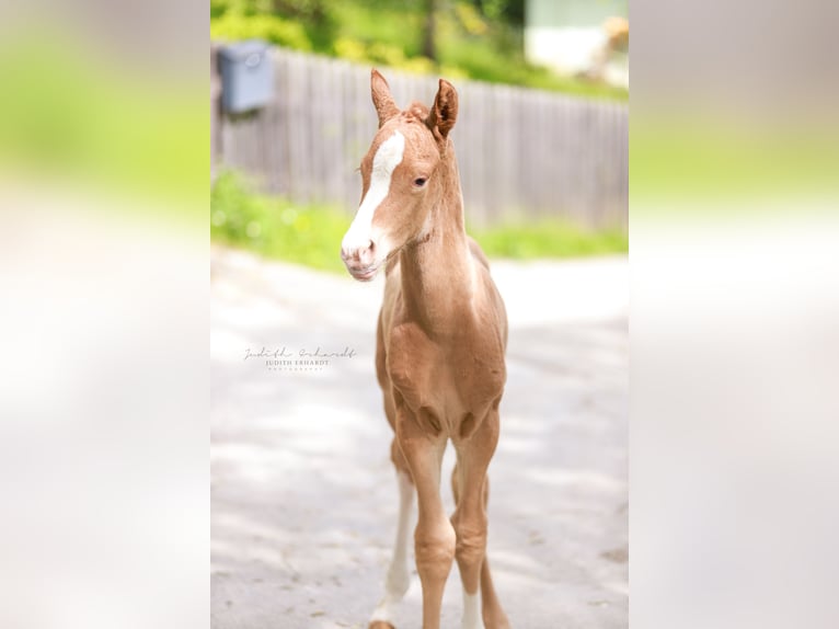 Warmblood austríaco Semental Potro (04/2024) 170 cm Alazán in Lassing