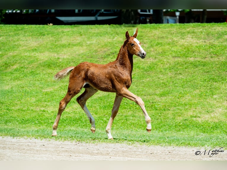 Warmblood austríaco Semental Potro (04/2025) 170 cm Alazán in Maria Alm