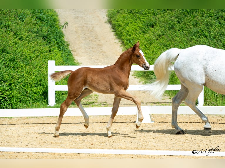 Warmblood austríaco Semental Potro (04/2025) 170 cm Alazán in Maria Alm