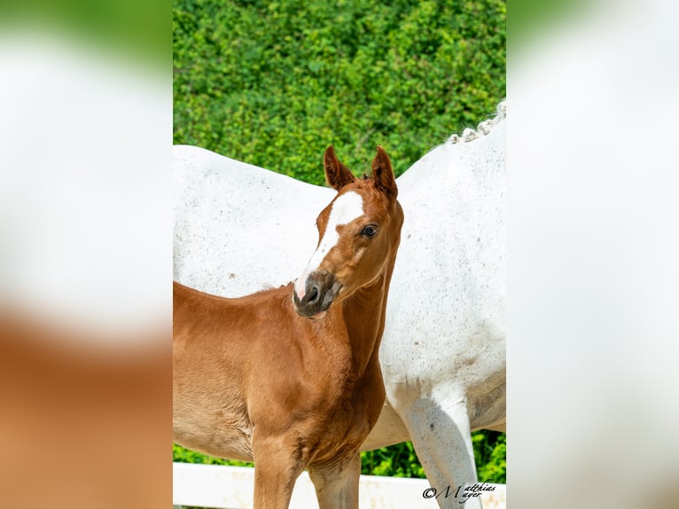 Warmblood austríaco Semental Potro (04/2025) 170 cm Alazán in Maria Alm