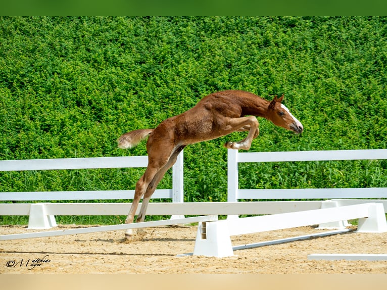 Warmblood austríaco Semental Potro (04/2025) 170 cm Alazán in Maria Alm