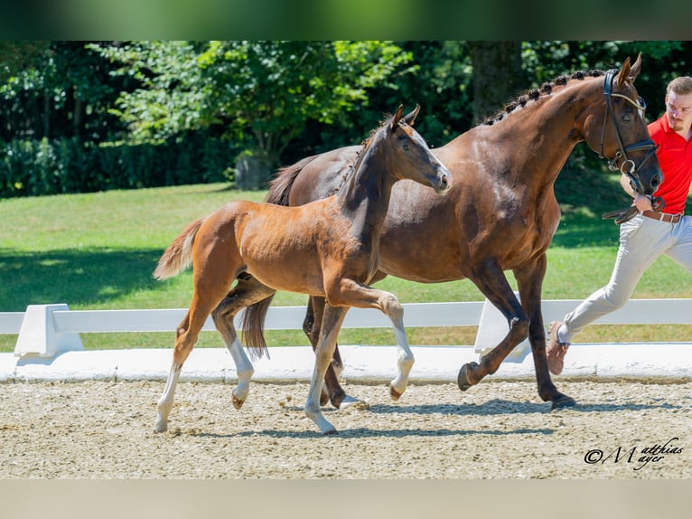 Warmblood austríaco Semental Potro (04/2025) 170 cm Alazán-tostado in St. Josef