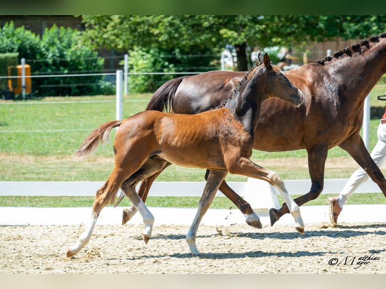Warmblood austríaco Semental Potro (04/2025) 170 cm Alazán-tostado in St. Josef