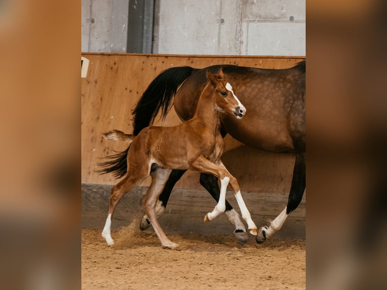 Warmblood austríaco Semental Potro (05/2024) 170 cm Alazán-tostado in Unterpetersdorf