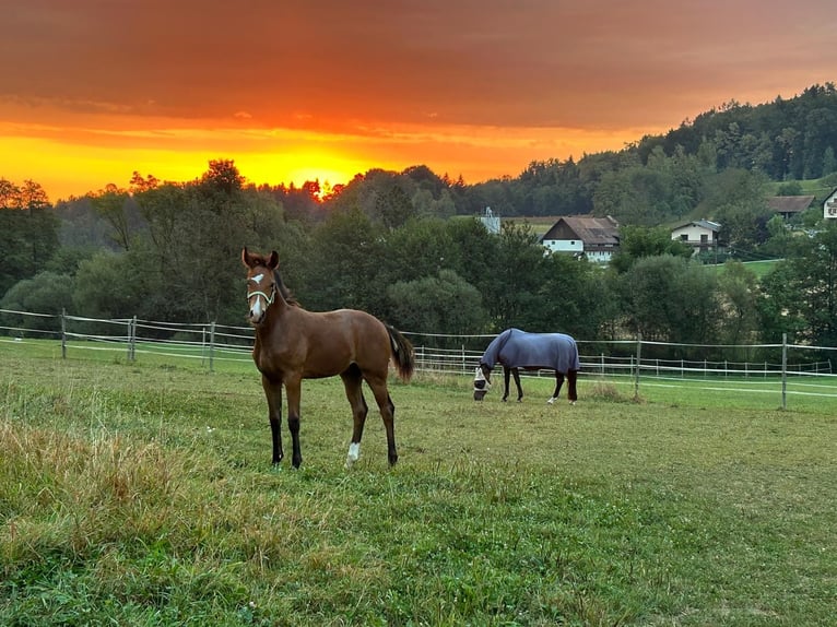 Warmblood austríaco Semental Potro (03/2024) 170 cm Castaño in Gleisdorf