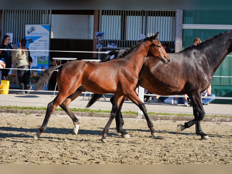Warmblood austríaco Semental Potro (01/2026) 170 cm Castaño in Straßburg