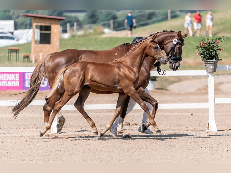 Warmblood austríaco Semental Potro (01/2024) 172 cm Alazán-tostado in Kleinsteinbach