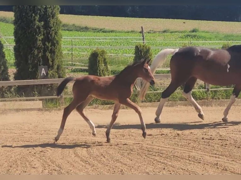 Warmblood austríaco Semental Potro (04/2025) 172 cm Castaño in St Marein bei Graz