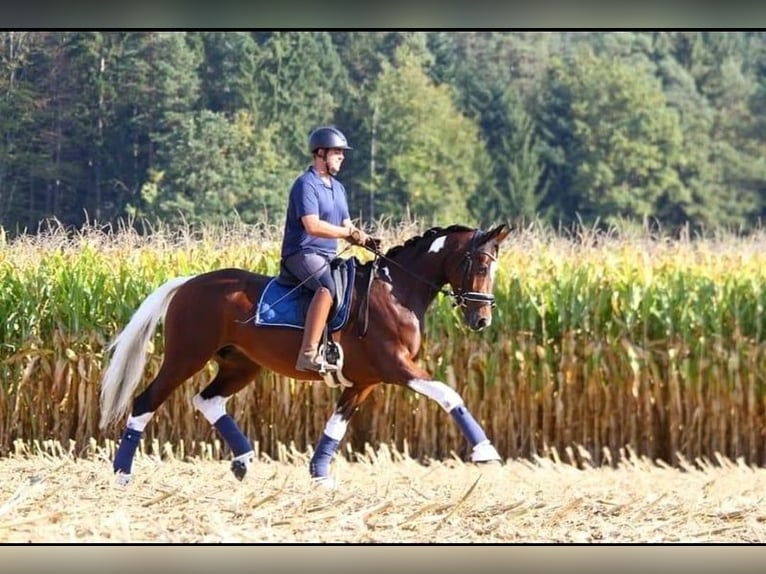 Warmblood austríaco Semental Potro (04/2025) 172 cm Castaño in St Marein bei Graz